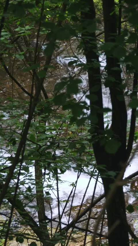 Wild mountain river. view through foliage, tree branches, in the forest, in the Stock Footage 315213847