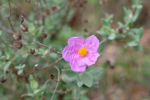 A wild mountain side bloom bloom signals the start of spring Stock Photos