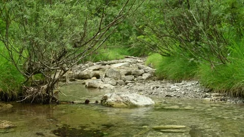 Wild mountain stream with bushes and stones Stock-Footage 211469334