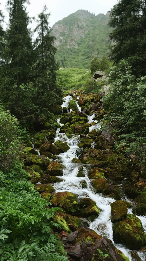 Wild mountain stream flowing from the top of the mountains among tall trees. Stock Footage 316015704