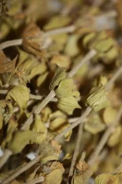 Wild mountain tea close up background sideris family lamiaceae high quality b Stock Photos
