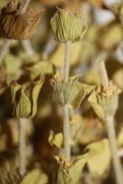 Wild mountain tea close up background sideris family lamiaceae high quality b Stock Photos