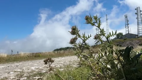Wild Mountain Thistle Swaying in the Wind Under Fast Moving Clouds Stock Footage 341821488