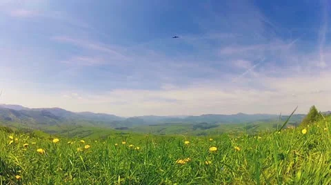 Wild Mountain Weeds Stock Footage 21445116