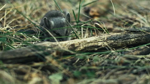 Wild Mouse Dying in the Woods Stock Footage 242117268