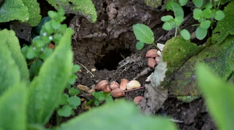 Wild Mouse Emerges From Mouse Hole and takes a nut (slow motion) Stock Footage 48945339