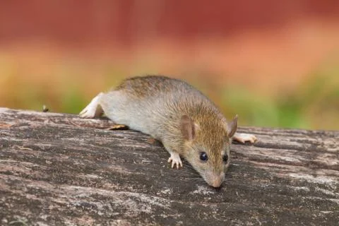Wild mouse in the forest Stock Photos