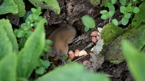 Wild Mouse Going Down Mouse Hole in Slow Motion Stock Footage 48935584