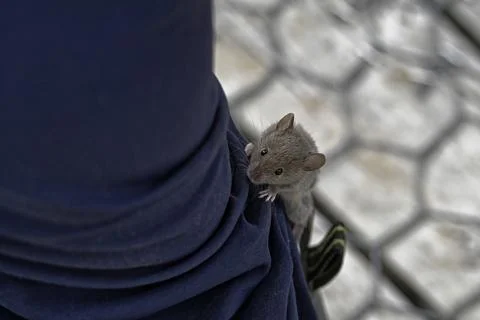 A wild mouse has decided to climb up someones leg. Stock Photos