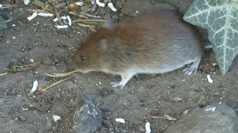 Wild mouse looks for food Stock Footage