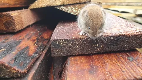 Wild mouse in nature. Mouse and wooden boards.Mouse slow motion. Stock Footage 241811214
