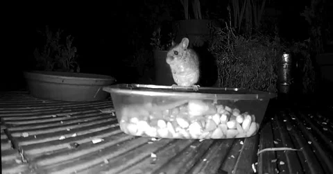 Wild mouse snacking at midnight Stock Footage 333297067