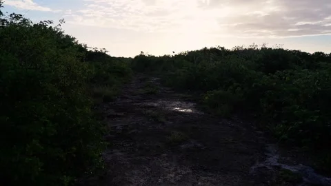 Wild Muddy Path In Mexico HD 動画素材 240646658