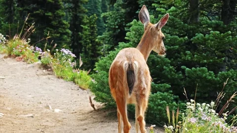 Wild Mule Deer on Mountain Trail in Mount Rainier National Park Stock Footage 332084622