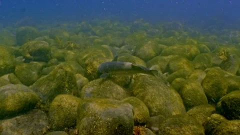 Wild mullet fish sunlit shallow water 4k Vídeos de archivo 336839978