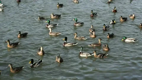 Wild multicolored ducks swim on the lake water close-up Stock Footage 220111912