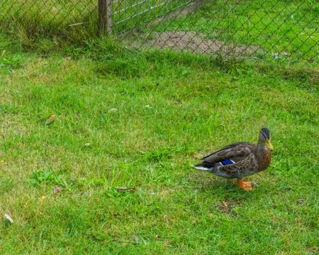 Wild multiple colored duck standing in the grass Stock Photos