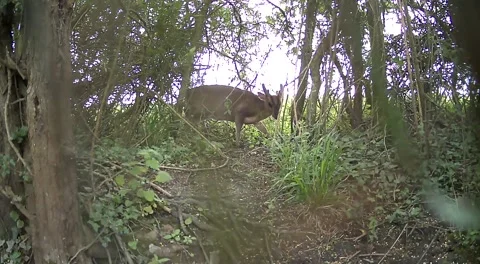 Wild Muntjac Deer Buck Walking Through Woodland Undergrowth Stock Footage 336985907