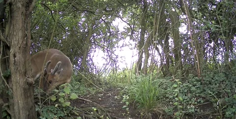 Wild Muntjac Deer Moving Through Dense Forest Path Stock Footage 338126807