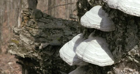Wild mushroom 2K Stock Footage 50057179