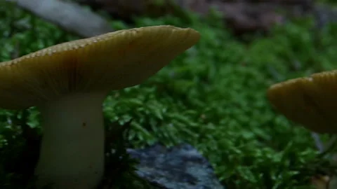 Wild mushroom close-up shot with a camera slider. Video stock 236719990