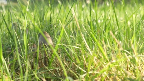 Wild mushroom in field grass sunset autumn fall season forest ground Stock Footage 213602794