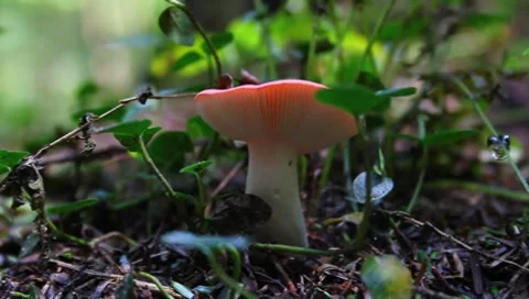 Wild mushroom Stock Footage 7763527