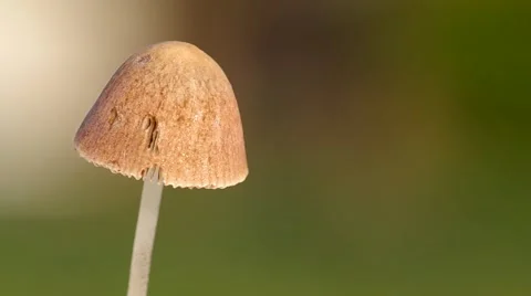 Wild mushroom Stock Footage 42787755