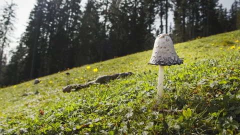Wild Mushroom Stock Footage 142019458