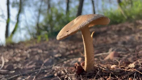 Wild mushroom Stock Footage 195588778