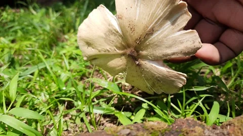 Wild Mushroom. Stock Footage 201351795
