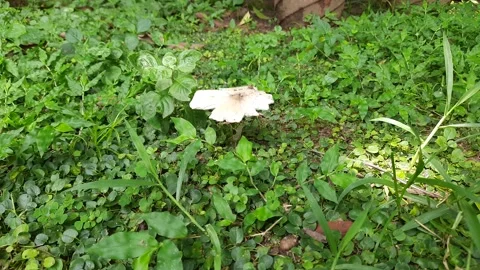 Wild Mushroom. Stock Footage 283447850