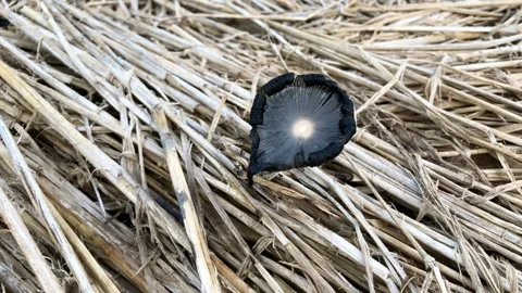 Wild mushroom Stock Footage 315051849