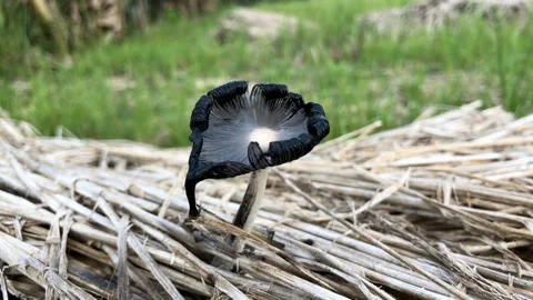 Wild Mushroom Stock Footage 315051865