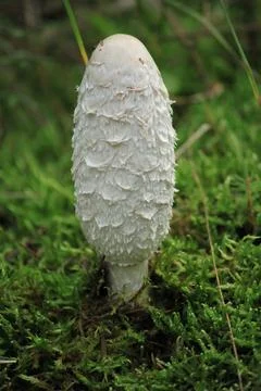 Wild mushroom on the forest floor. Stock Photos