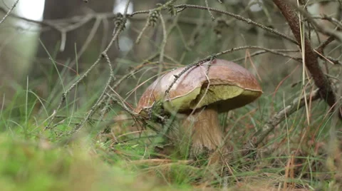 Wild mushroom in forest 库存影片 42909760