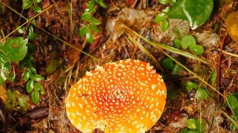 Wild mushroom in the forest Stock Footage 103081820