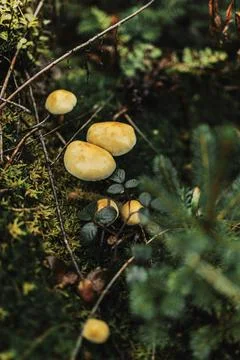 Wild mushroom on the forest Foto stock