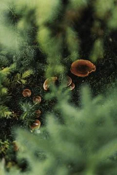 Wild mushroom on the forest Stock Photos