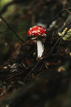 Wild mushroom on the forest Foto stock