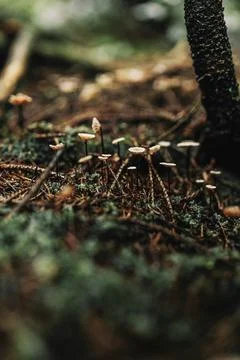 Wild mushroom on the forest Foto stock