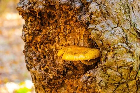 Wild mushroom in forest Stock Photos