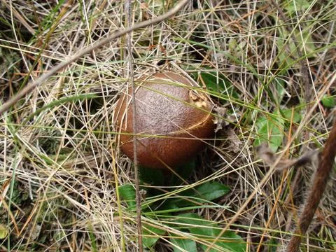 Wild mushroom in the grass 2 Stock-Fotos