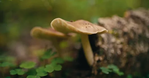 Wild mushroom growing on decaying log in forest close up 库存影片 340997382