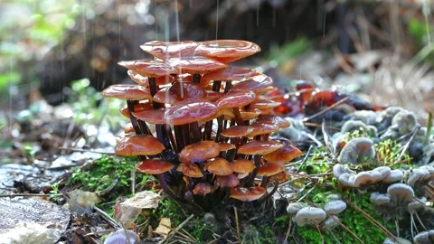 Wild Mushroom Growing On Forest Floor Stock Footage 341506431