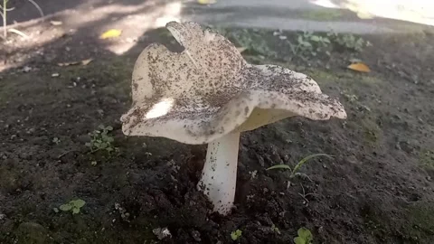 Wild mushroom growing on the ground Stock Footage 264999677