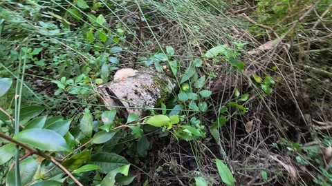 Wild Mushroom Growing on Mossy Log in Lush Rainforest Stock Footage 345015311