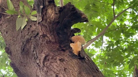 Wild Mushroom Growing on Tree Trunk in Forest Daylight Close Up Video stock 340498886