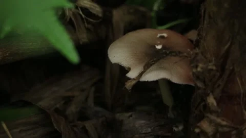 Wild Mushroom Growing on Tree Trunk in Natural Forest Environment Video stock 342175262