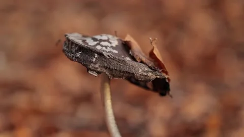 Wild mushroom grows on the ground in a beech forest in autumn. Macro shooting 動画素材 170021107